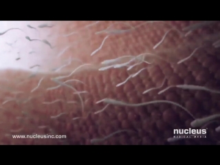video как происходит оплодотворение 3d потрясающее видео sex