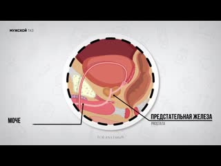 video анатомия и физиология предстательной железы sex