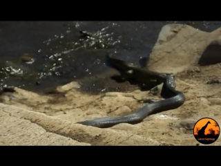 video змея глотает полосатого варана 28 апреля 2013 snake swallowing water monitor 28 april 2013 sex