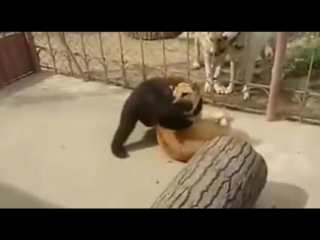 video медведь с некоторыми серьезными навыками борьбы bear with some serious wrestling skills sex