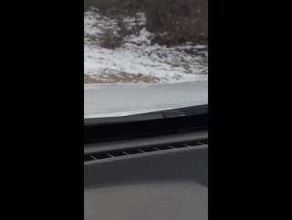 video рыжая рысь нападает на енота bobcat attacks raccoon sex