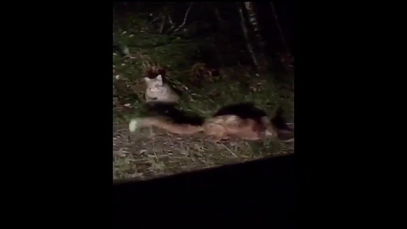 video рысь мучает и убивает лису швеция lynx tortures and kills red fox sweden sex