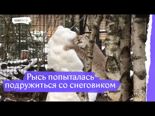 video рысь попыталась завести дружбу со снеговиком sex