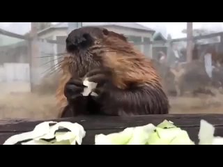 video учёные доказали звуки бобра жующего капусту помогает снизить уровень стресса sex