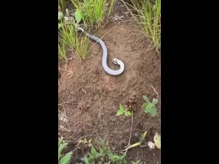 video змея притворяется мёртвой и даже не понимает что двигается sex