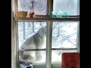 video на камчатке улыбчивая рысь пришла в гости к инспектору заповедника чтобы посмотреть чем он там у себя занимается sex