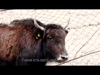 video необычная семья скотоводов из кыргызстана sex