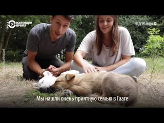 video из таджикистана в нидерланды история спасения щенков sex