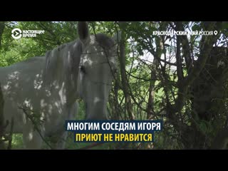 video как житель краснодарского края спасает ненужных лошадей sex