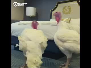 video в сша провели церемонию помилования индейки sex