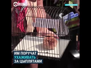 video цыпленок вместо смартфона sex