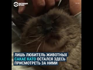 video японец 18 лет ухаживает за брошенными после аварии на фукусиме кошками sex