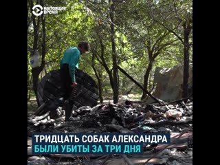 video в бишкеке уничтожили приют для молодые питомцев зарезали отравили сожгли sex