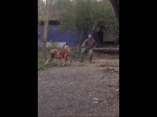 video не переживай он дружелюбный просто хочет поздороваться sex