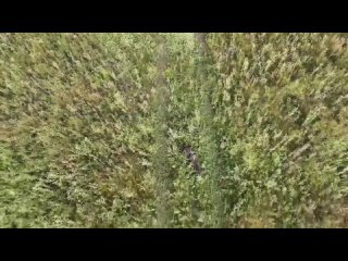 video реалии украинского контрнаступления уничтоженная бронетехника украинских формирований возле н п левадное на sex