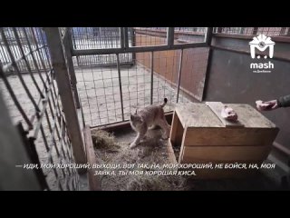 video предупреждаем после ролика из мариупольского зоопарка вы точно захотите завести дома если не рысь то хотя бы sex