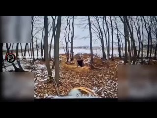 video курское направление работа российских операторов fpv по уничтожению блиндажей и опорников противника на фото sex