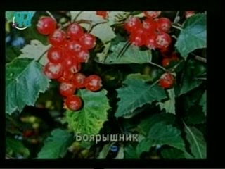 video природные лекарства фитотерапия часть 2 урок 7 лекарственные растения действующие на сердечно сосудистую систему sex