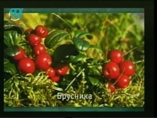 video природные лекарства фитотерапия часть 2 урок 10 фитотерапия и сердечно сосудистые заболевания растения обладающие sex
