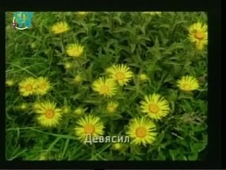 video природные лекарства фитотерапия часть 3 урок 5 лекарственные растения обладающие противовоспалительными и sex