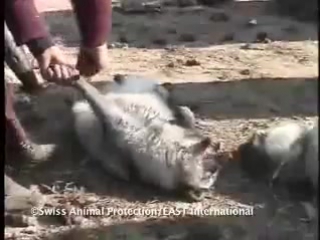 video самый страшный зверь это человек sex