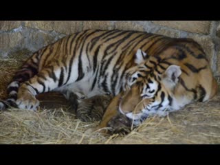 video редчайшие кадры тигрица рожает rare video tigress giving birth to a cub sex