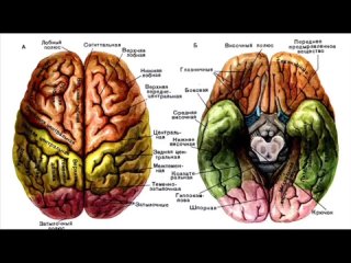 video неврология тема 1 экстрапирамидальные и другие двигательные нарушения sex