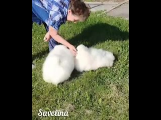 video питомник пекинесов савелина маркиз и люция продаются sex