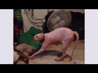 video smeagol naked cute and funny cat hates halloween costume go away you filthy creature sex