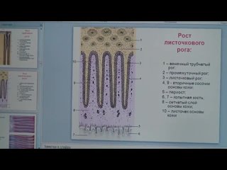 video теоретическая часть семинара о натуральной расчистке копыт ведет а берков sex