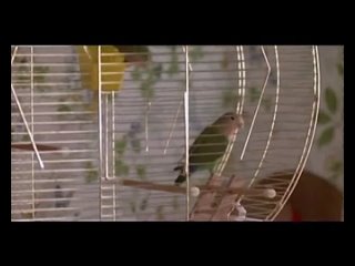 video kelly preston mischief sex