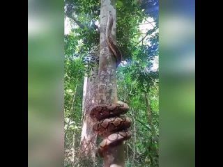 video испугались может надо громче кричать sex