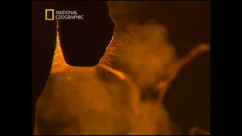video national geographic империя лошадей история покорения 2007г sex