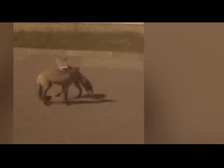 video видео две молодые лисицы гуляют по стрельне sex