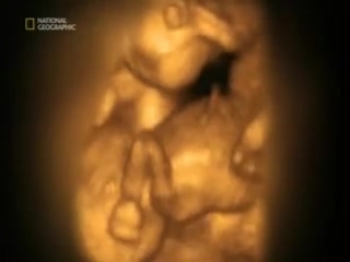video внутриутробное развитие ребенка от зачатия до рождения sex