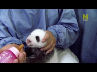 video любовное гнездышко для панд pandas wild move 2013 документальный фильм sex