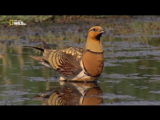 video national geographic дикое меню 15 серия из 26 ваше здоровье wild menu 2014 sex