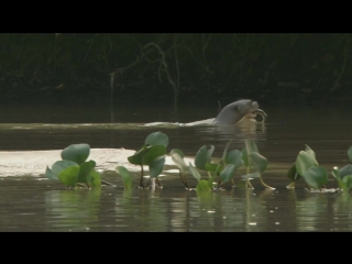 video экватор амазонка солнечная река equator the amazon river of the sun 2005 sex