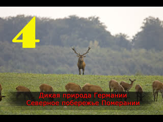 video дикая природа германии северное побережье померании 2011 sex