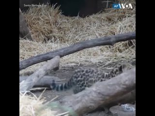 video детеныш редкого дальневосточного леопарда впервые вышел в открытый вольер где его могли наблюдать посетители sex