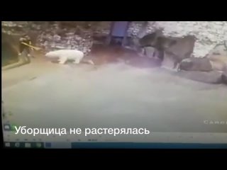 video на уборщицу в вольере вышел белый медведь реакция женщины поразила интернет sex