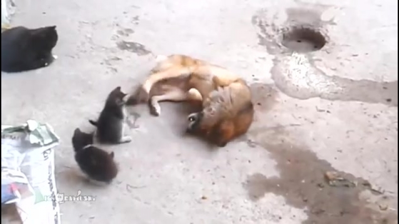 video мама кошка привела знакомится котят со своим другом псом sex
