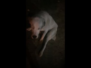 video видео от потеряшки г ступино помощь бездомным молодые sex