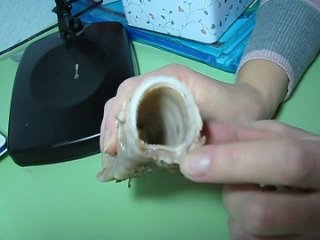 video трахея лося вареная прошу чувствительных не смотреть и не расстраивать психику sex