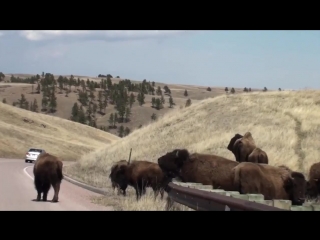 video usa индейцы племени лакота резервация пайн ридж native americans lakota sioux pine ridge sex
