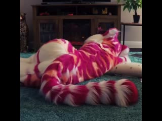 video when you didnt realize it was your birthday and you have nothing planned catnap pawaii fursuit sex