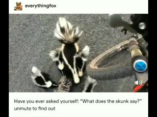 video i cannot express to you how much you need to hear these tiny skunks sounding like gargling muppets sex