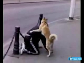 video пес трахает пьяного чела sex