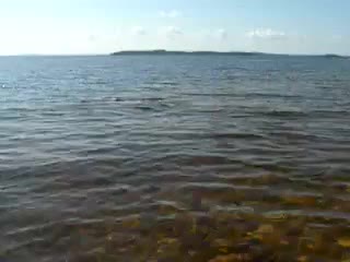 video выход жизни на сушу научно популярный фильм sex