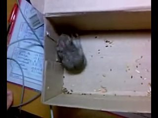 video а вот и секс хомяков лешенька все специально для тебя sex